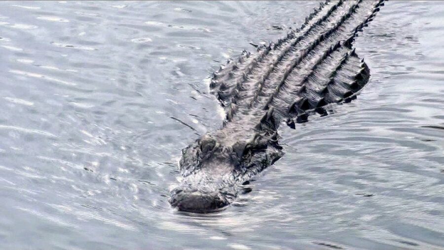 Orlando: Everglades Airboat Ride and Wildlife Park Ticket - The 30-Minute Airboat Ride: Speed, Birds, and Alligators