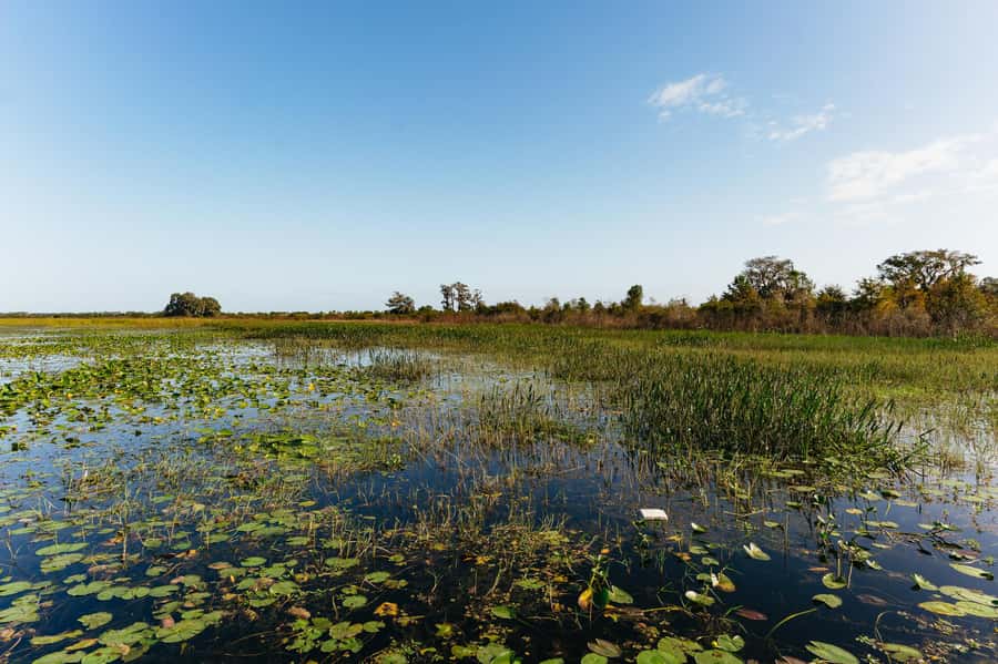 Orlando: Florida Everglades Wildlife Airboat Tour - Family appeal and accessibility