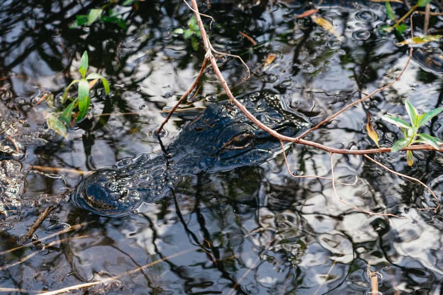 Orlando: Florida Everglades Wildlife Airboat Tour - Why this Everglades trip works from Orlando