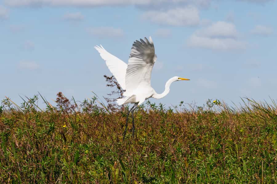 Orlando: Florida Everglades Wildlife Airboat Tour - What the $89 price gets you