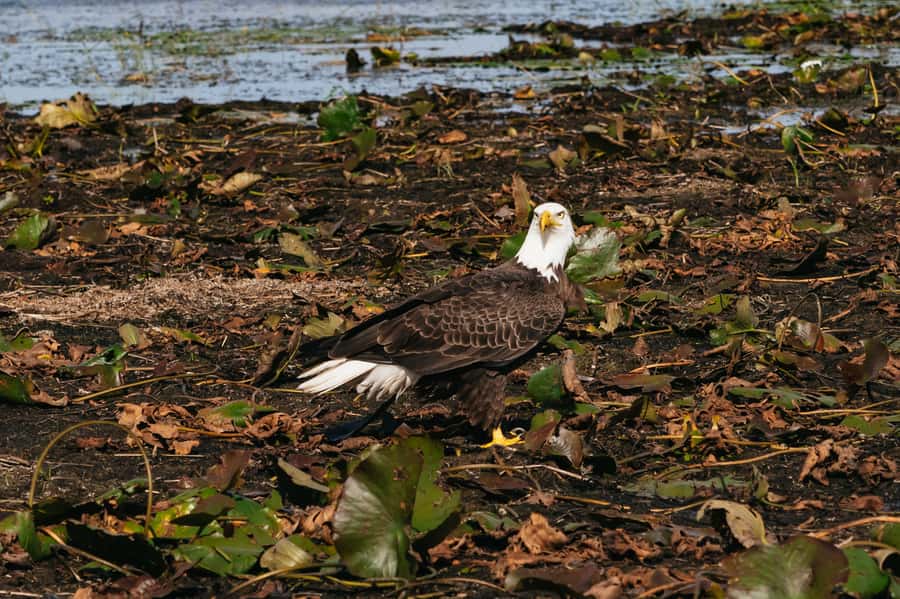 Orlando: Florida Everglades Wildlife Airboat Tour - Boarding the six to 12 passenger airboat