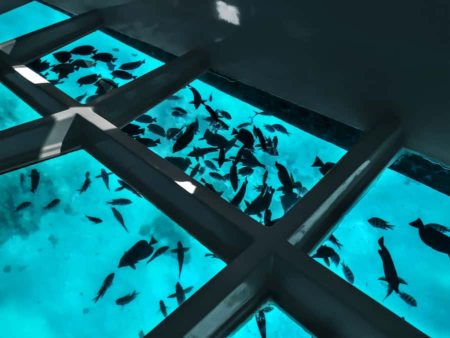 Paihia: Glass Bottom Boat Tour to the Hole in the Rock - Key points at a glance