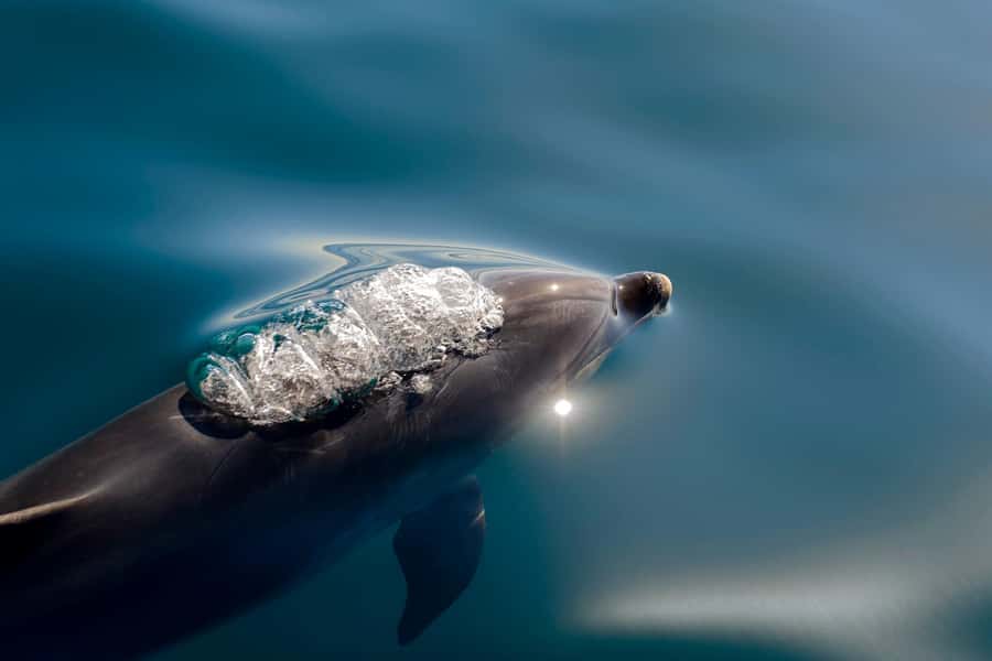 Paihia/Russell: Hole in the Rock, Dolphins & Island Cruise - Looking for dolphins and whales
