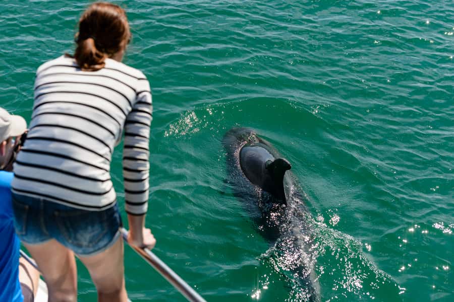 Paihia/Russell: Hole in the Rock, Dolphins & Island Cruise - Food, comfort, and what to bring