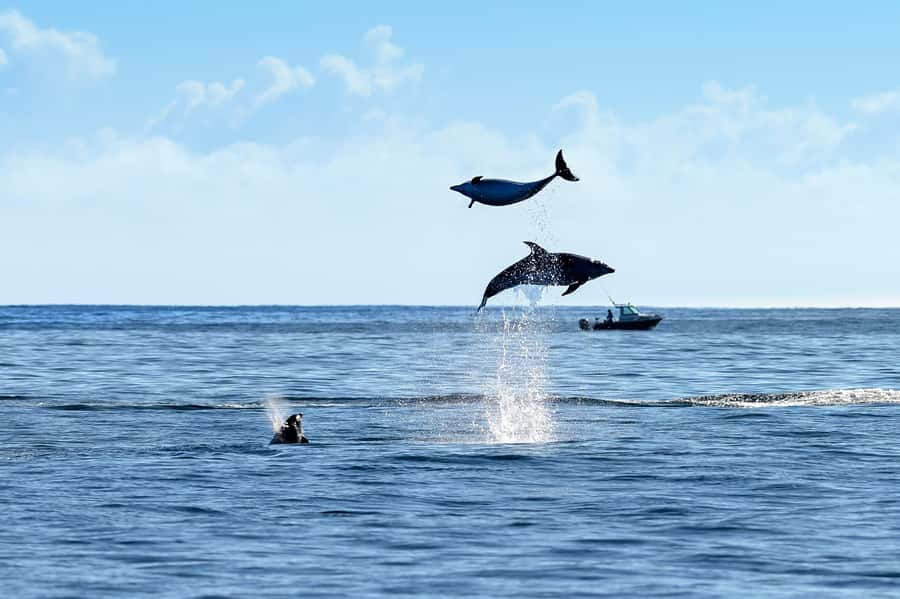 Paihia/Russell: Hole in the Rock, Dolphins & Island Cruise - Who will enjoy this Bay of Islands cruise?