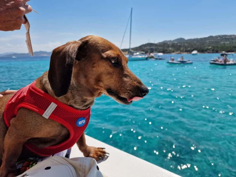 Palau: La Maddalena Archipelago Boat Tour with 4 Stops - Food, costs, and what the $66 price buys