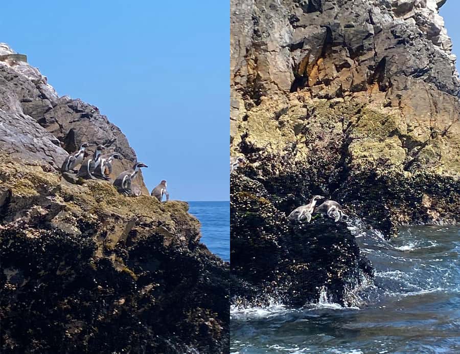 Paracas: Ballestas Islands Morning Boat Tour - Should you book this Paracas boat tour?