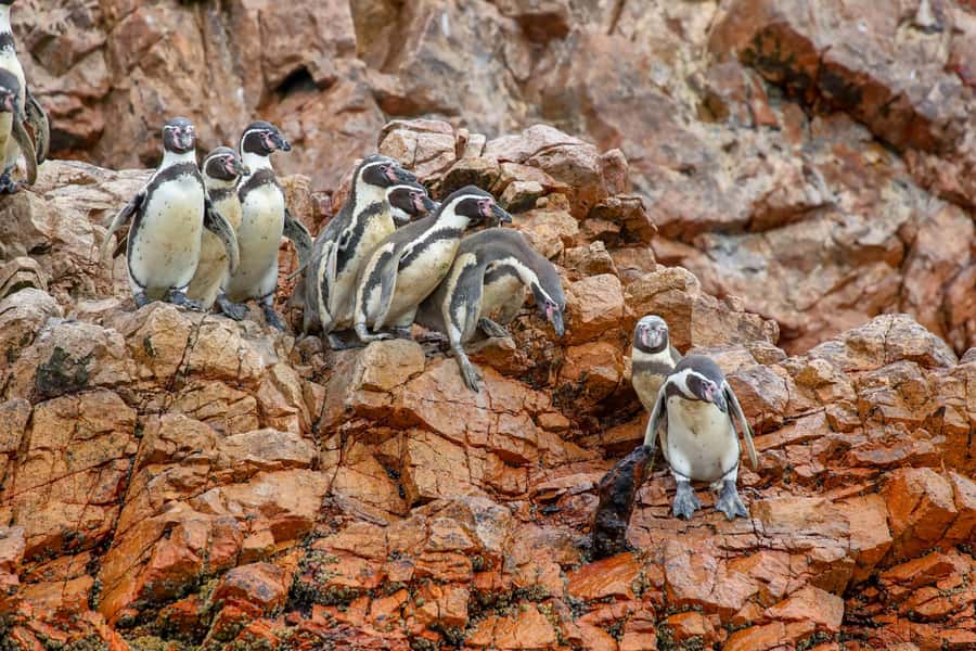 Paracas: Ballestas Islands Morning Boat Tour - Speeding toward the Ballestas Islands