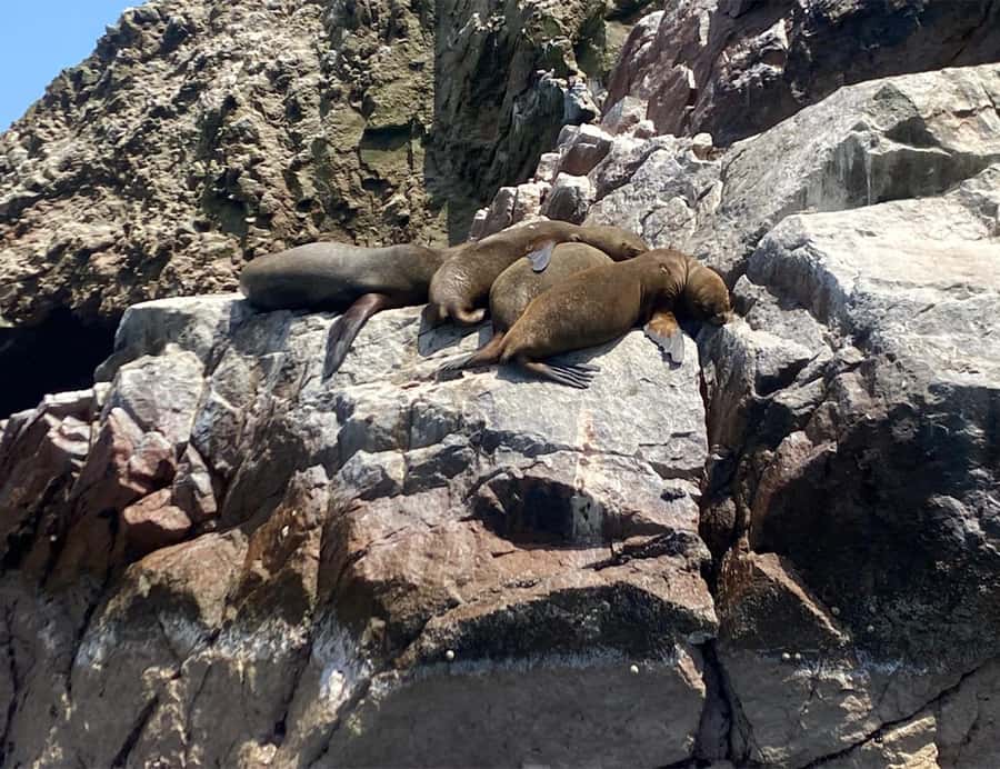 Paracas: Ballestas Islands Morning Boat Tour - Guides, boats, and the overall organization