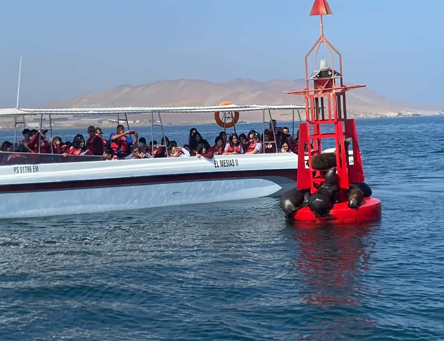 Paracas: Ballestas Islands Morning Boat Tour - What to bring and who should skip it