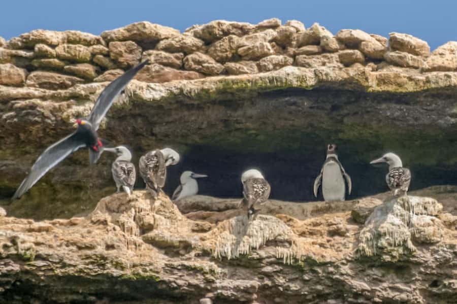Paracas: Ballestas Islands Morning Boat Tour - El Candelabro: a mysterious first stop