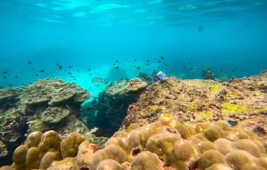 Phi Phi: Private Longtail Boat to Maya Bay with Snorkeling - Choosing between three, four, six, and seven hours