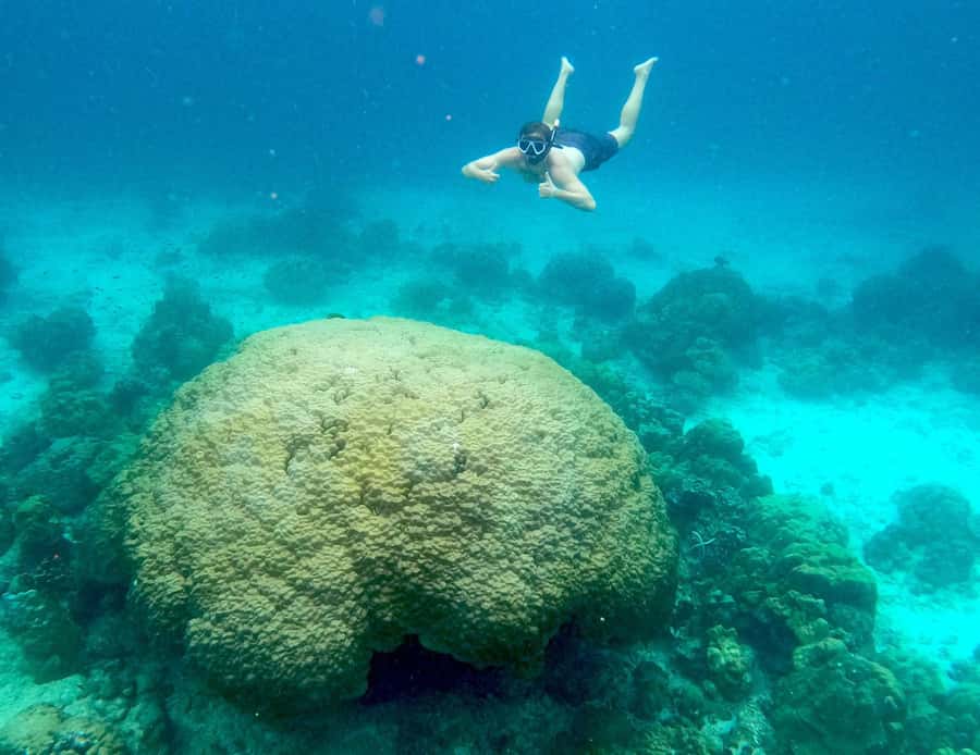 Phi Phi: Private Longtail Boat to Maya Bay with Snorkeling - Snorkeling with reef fish and blacktip sharks