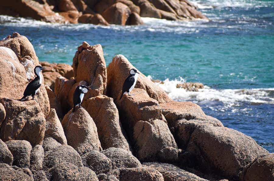 Phillip Island: 1-Hour Cape Woolamai Scenic Cruise - Who will enjoy this Cape Woolamai cruise