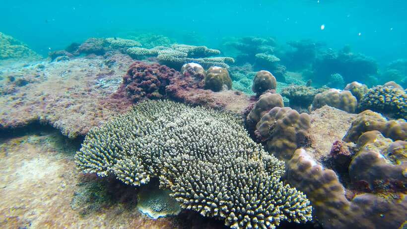 Phu Quoc: 3 Island Tour by Boat with Guide - Weather, coral, and realistic expectations