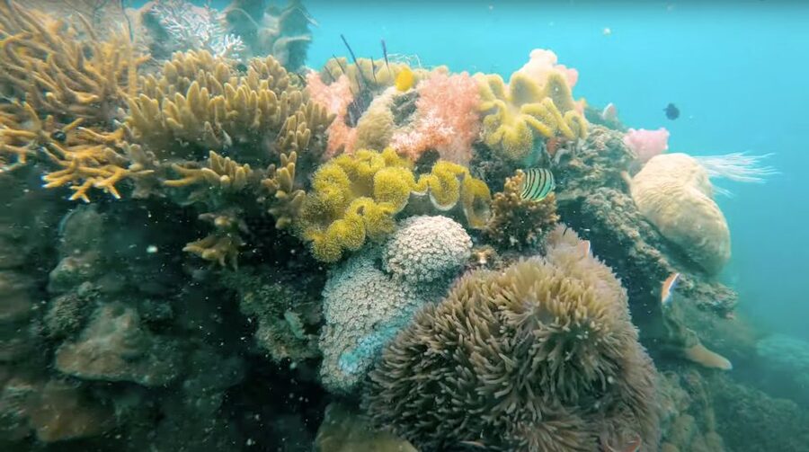 Phu Quoc: Speedboat Tour of 4 Islands with Snorkeling & BBQ - The seafood BBQ is a real strength
