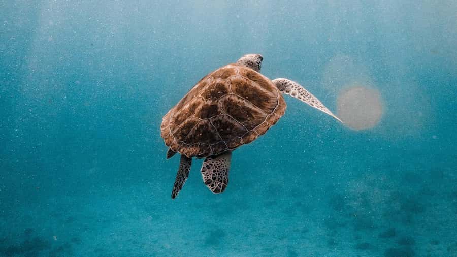 Phuket/Khao Lak: Similan Islands Luxury Catamaran Experience - Two Snorkeling Stops Near Islands 7 and 9