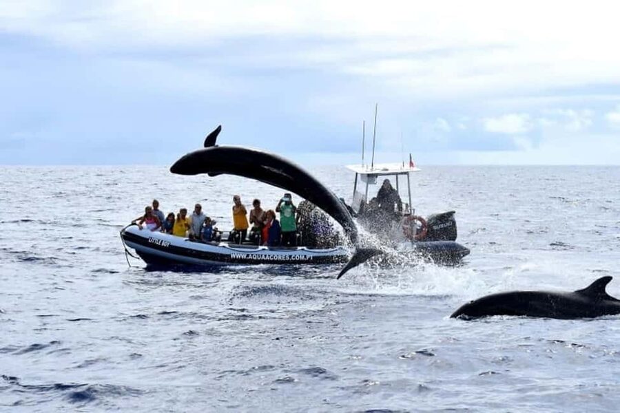 Pico Island: Azores Whale & Dolphin Watching on Zodiac Boat - What the guide adds to the trip