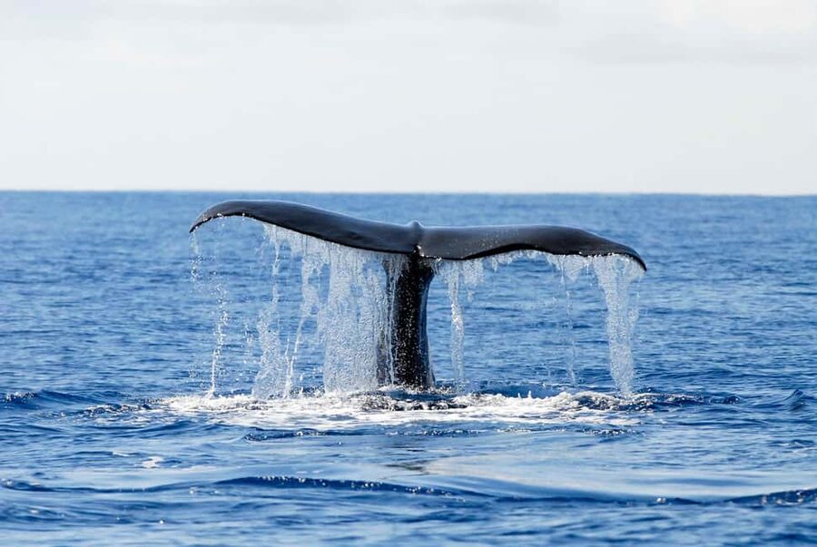Pico Island: Azores Whale & Dolphin Watching on Zodiac Boat - Is $53 a good value?