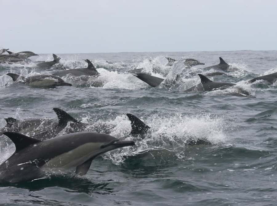 Plettenberg Bay: Whale Watching Boat Cruise - Key things to know before you go