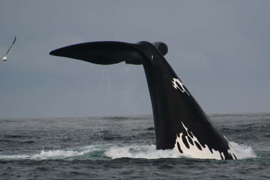 Plettenberg Bay: Whale Watching Boat Cruise - Dolphins, seals, and seabirds fill the gaps
