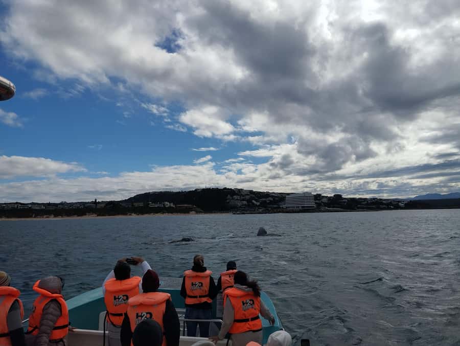 Plettenberg Bay: Whale Watching Boat Cruise - What the ride feels like in rough weather