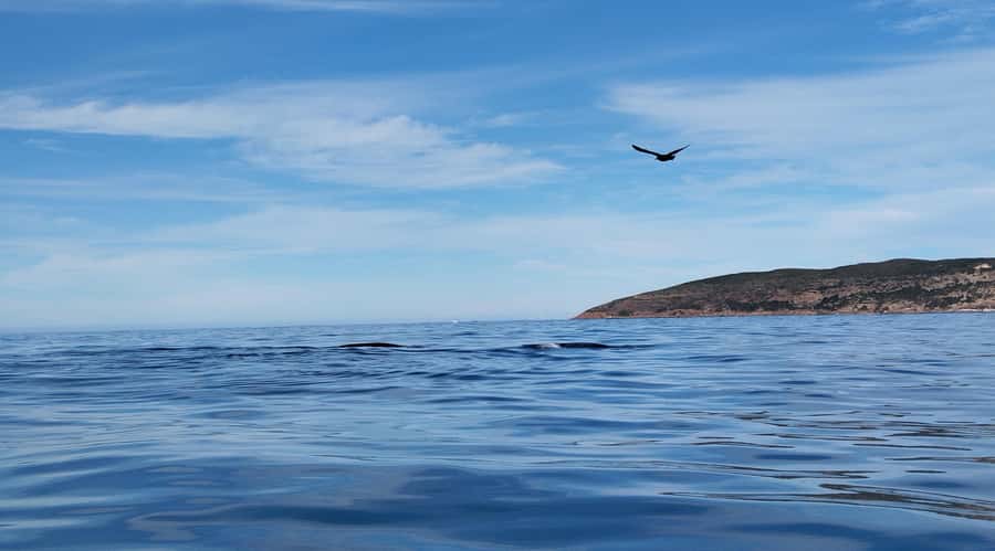 Plettenberg Bay: Whale Watching Boat Cruise - Who will enjoy this trip most?