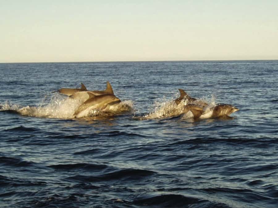 Plettenberg Bay: Whale Watching Boat Cruise - Two hours along South Africa’s whale coast