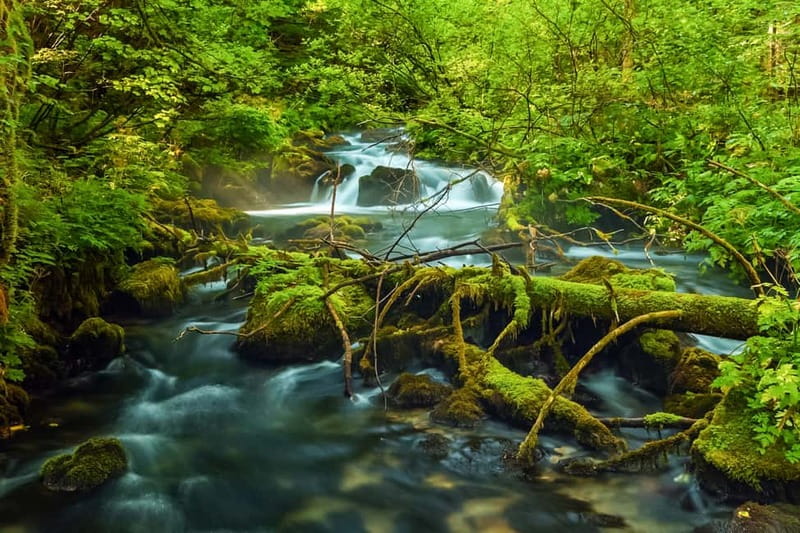 Plitvice Lakes: Guided Walking Tour with Bus and Boat Ride - Upper Lakes, Forest Paths, and Waterfall Viewpoints