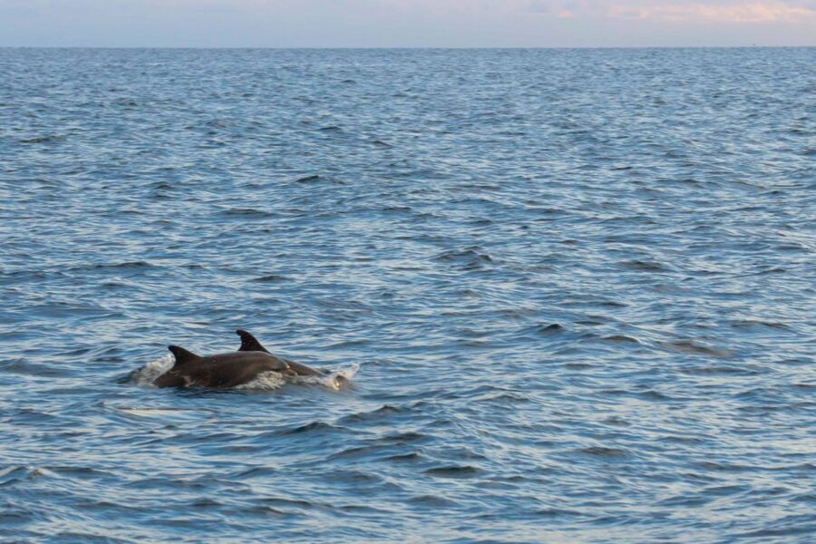 Poreč: Evening Boat Trip to Discover Dolphins - Sunset views are more than a backup plan