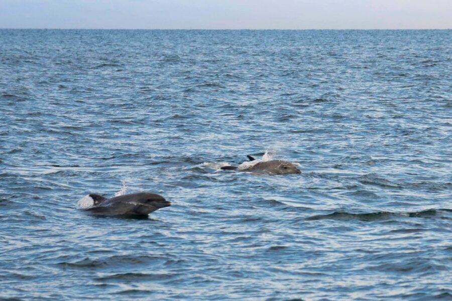 Poreč: Evening Boat Trip to Discover Dolphins - The crew, music, and onboard drinks