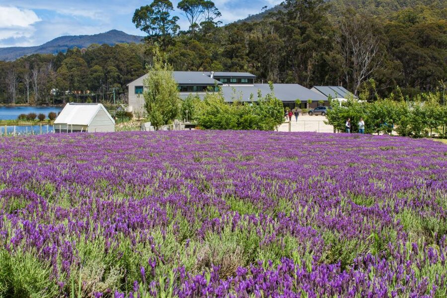 Port Arthur Tasman Sights with Harbour Cruise - Who should book this Port Arthur day trip?