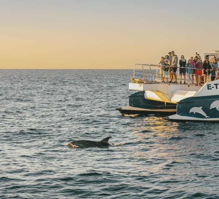 Port d'Alcudia: Sunrise at Sea & Dolphin Watching Boat Tour - Key details before you book