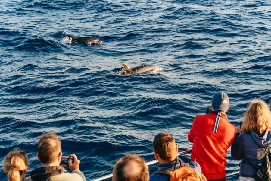 Port d'Alcudia: Sunrise at Sea & Dolphin Watching Boat Tour - Boat size, comfort, and the sea conditions