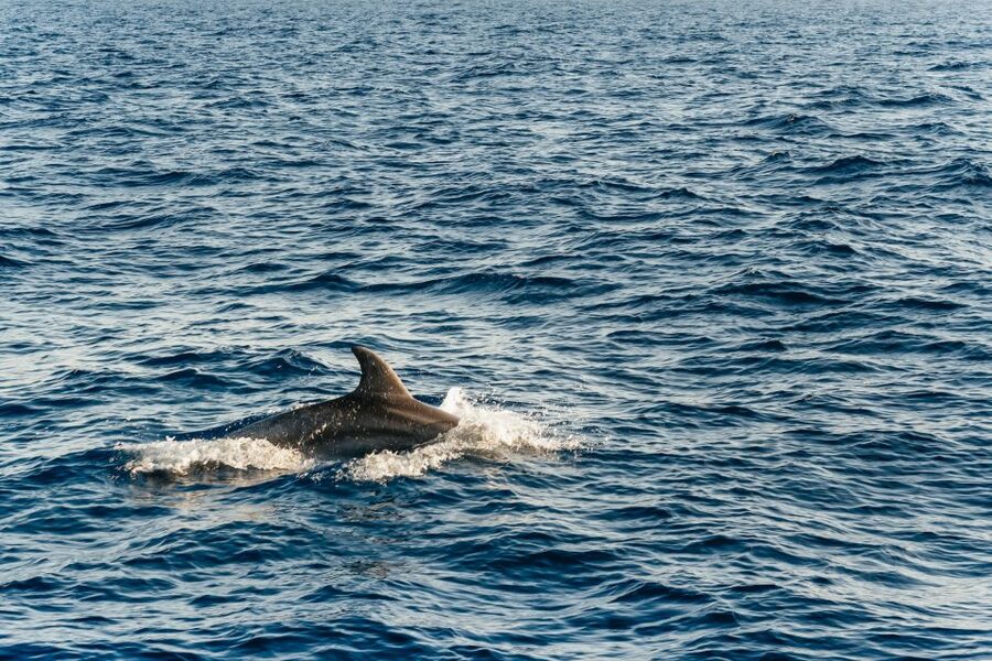 Port d'Alcudia: Sunrise at Sea & Dolphin Watching Boat Tour - Who should book this Alcudia dolphin trip?