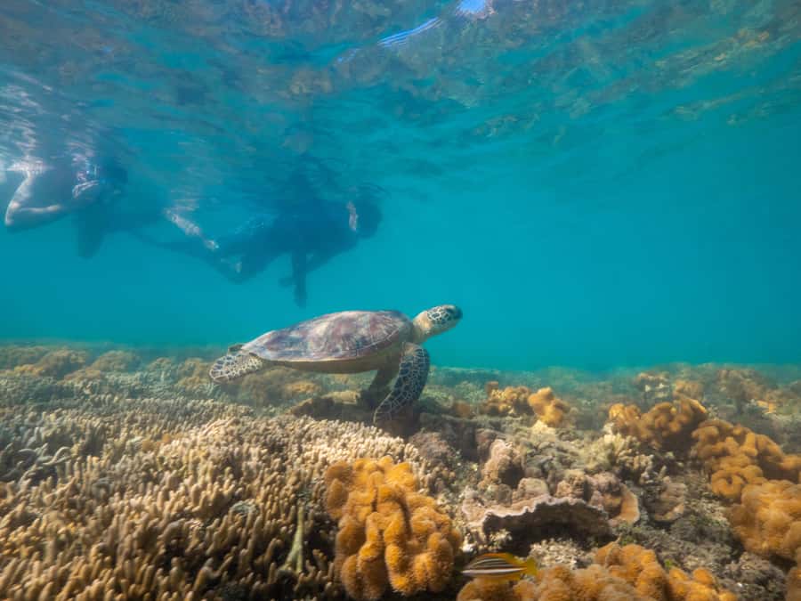 Port Douglas: Low Isles Glass Bottom Boat & Snorkeling Tour - Is $135 good value for four hours?