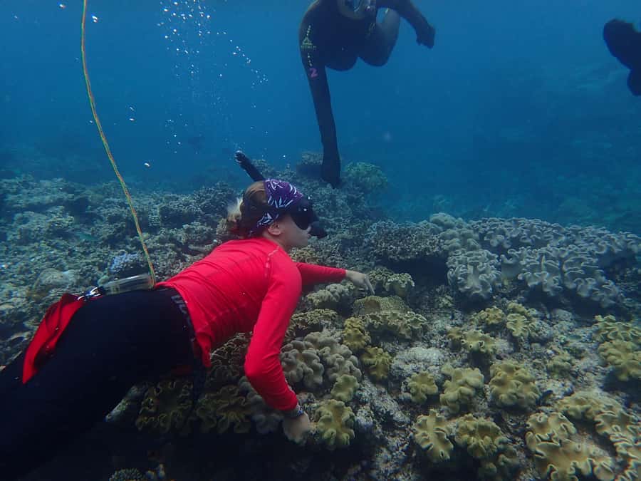 Port Douglas: Outer Great Barrier Reef Snorkeling Cruise - What makes this cruise worth considering