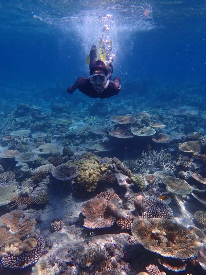 Port Douglas: Outer Great Barrier Reef Snorkeling Cruise - Should you book Wavelength?