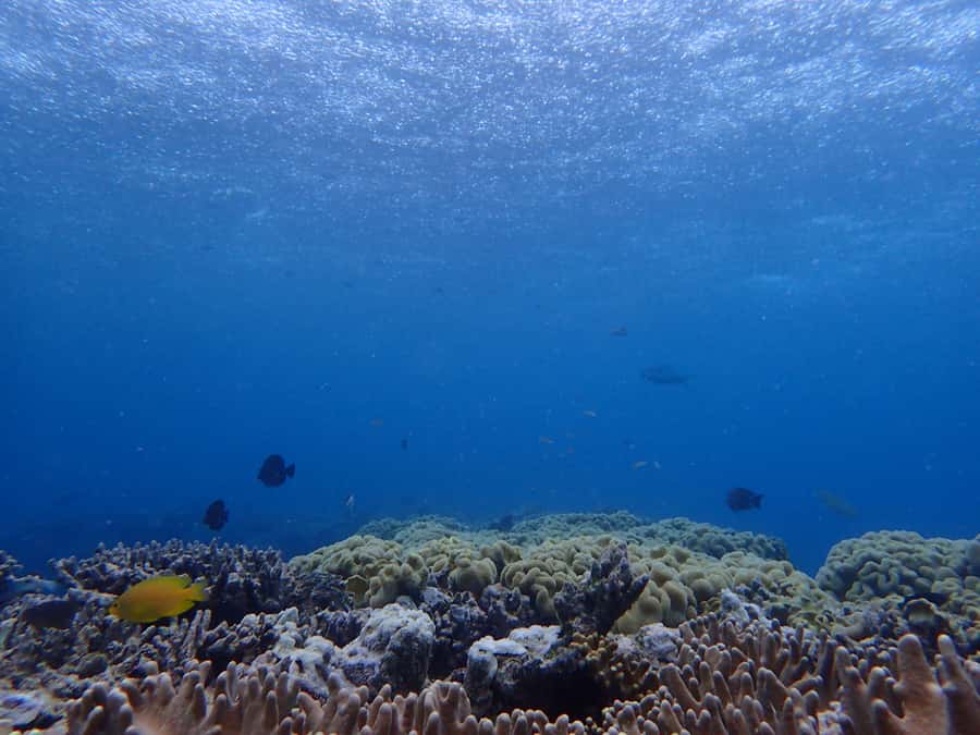 Port Douglas: Outer Great Barrier Reef Snorkeling Cruise - Lunch, tea, and a reef lesson