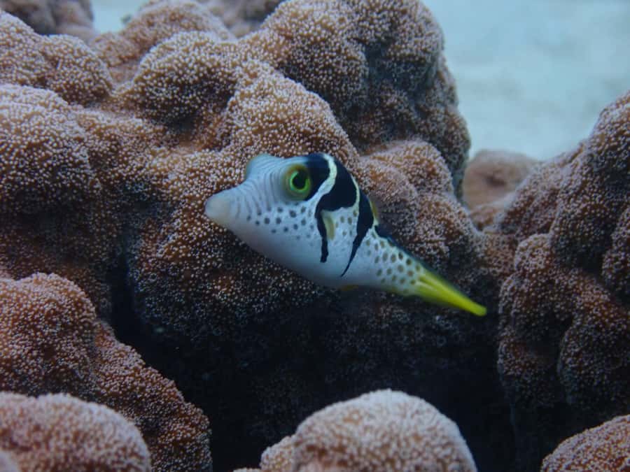 Port Douglas: Outer Great Barrier Reef Snorkeling Cruise - What the boat day feels like