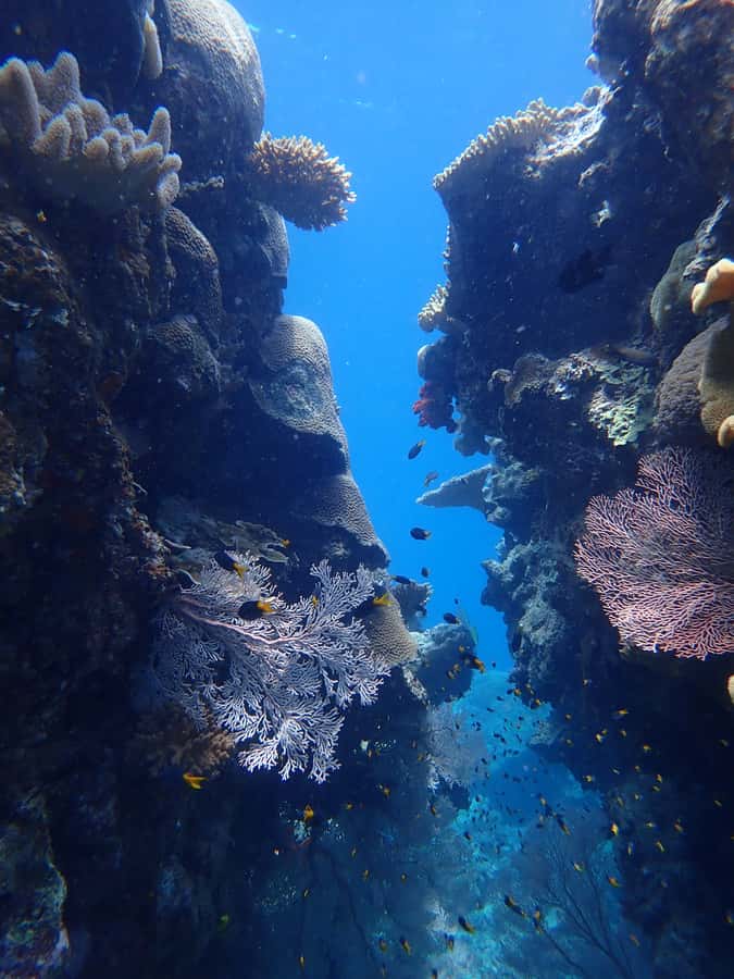 Port Douglas: Outer Great Barrier Reef Snorkeling Cruise - First water session: getting comfortable on the reef