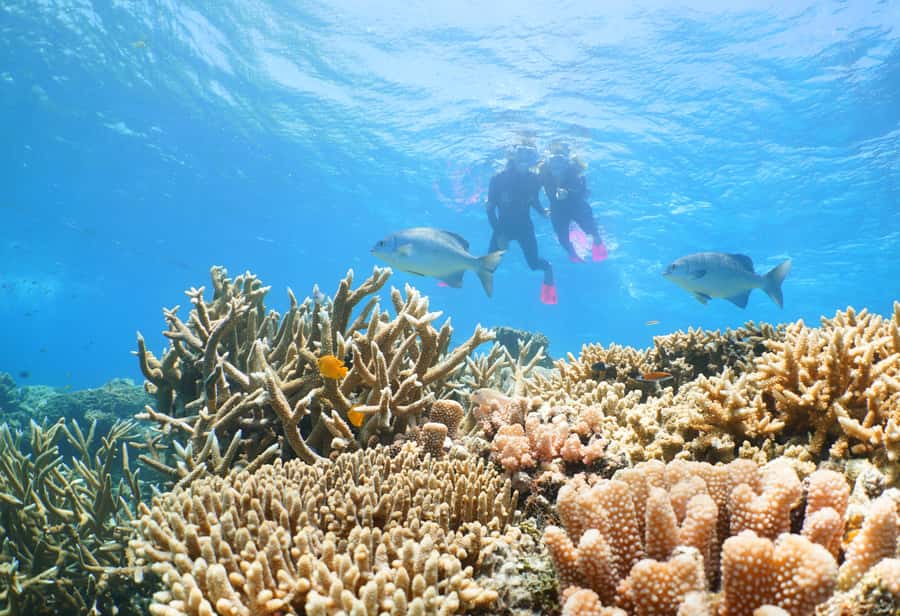 Port Douglas: Quicksilver Outer Barrier Reef Full-Day Cruise - Snorkeling with coral, fish, and turtles