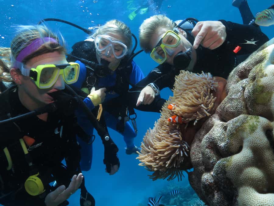Port Douglas: Quicksilver Outer Barrier Reef Full-Day Cruise - Semi-submersible and underwater observatory options
