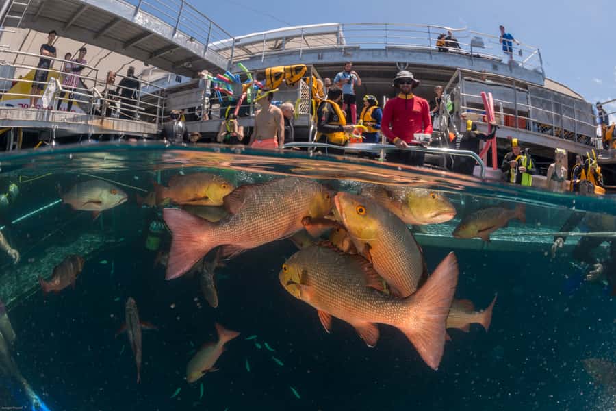 Port Douglas: Quicksilver Outer Barrier Reef Full-Day Cruise - Optional scuba, helmet walking, and helicopter views
