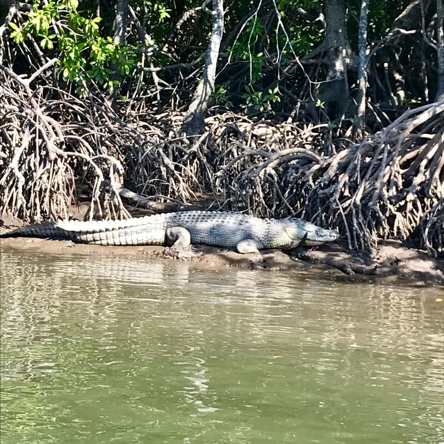 Port Douglas: River Cruise, Crocodile Spotting, Drink/ Snack - Five Things To Know Before You Go