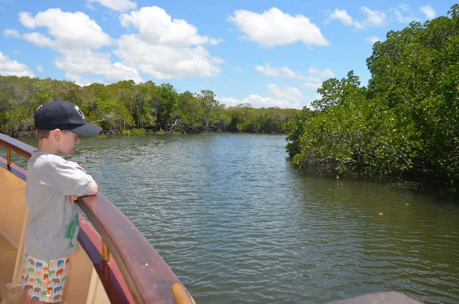 Port Douglas: River Cruise, Crocodile Spotting, Drink/ Snack - The Drink, Snack Box, and Family Appeal