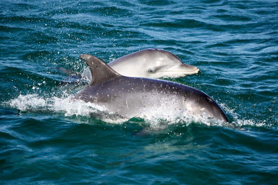 Port Stephens: Dolphin Watch Cruise with Swimming and Slides - Key things to know before you board