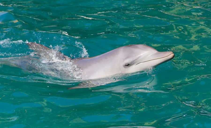 Port Stephens: Dolphin Watch Cruise with Swimming and Slides - Leaving Nelson Bay on a two-hour catamaran