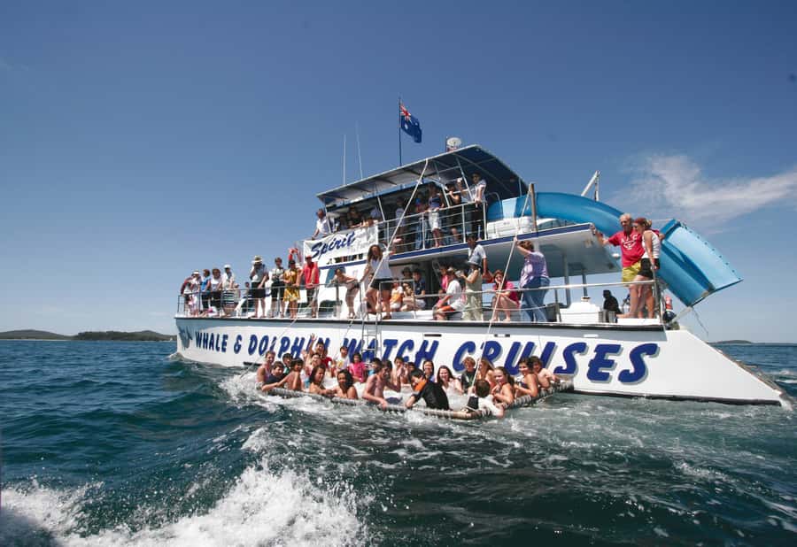 Port Stephens: Dolphin Watch Cruise with Swimming and Slides - Searching for dolphins around Port Stephens