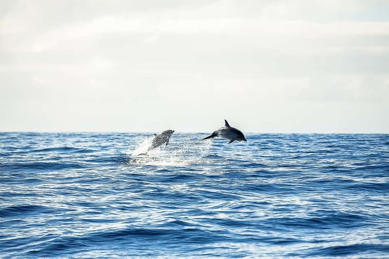 Portimão: Benagil Caves Speed Boat Tour with Sunset Option - Carvoeiro and Algar Seco